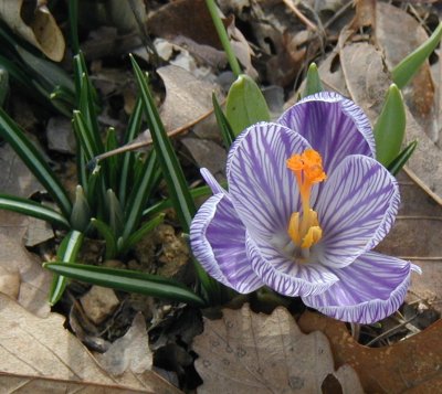 Purple and white crocus blooming.