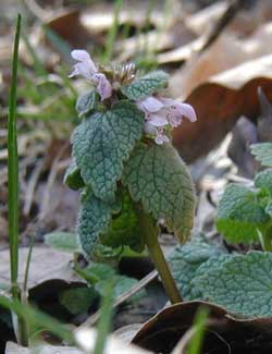 Upper leaves hide the lavender flowers that sprout from leaf axils.