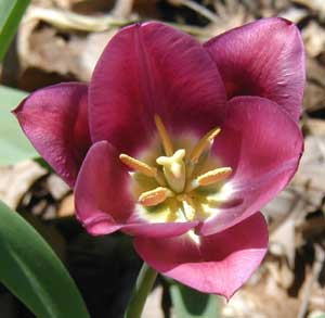 Fresh tulip blossom.