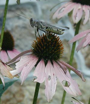 Grasshopper shopping for a little lunch among the purple cone flowers.