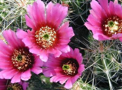 Purple cactus flower blooming in the sunshine.