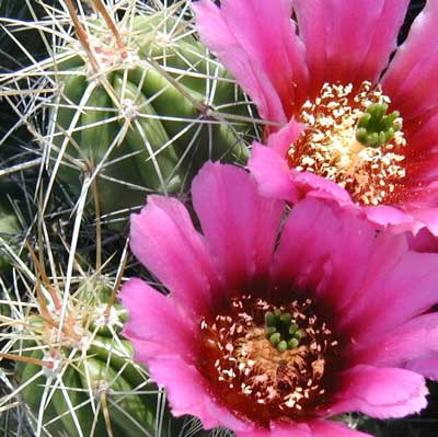 Spiny cactus leaves contrast with the delicate purple flower.