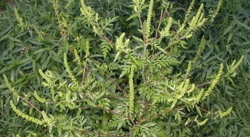 Common Ragweed plant.