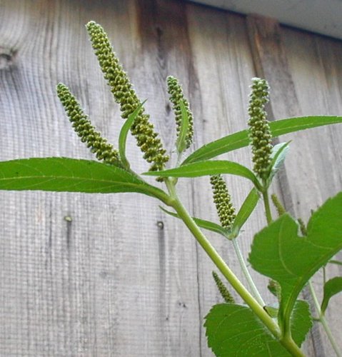 Giant ragweed flowers.