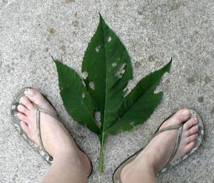 Tri-lobed leaf of Giant Ragweed.