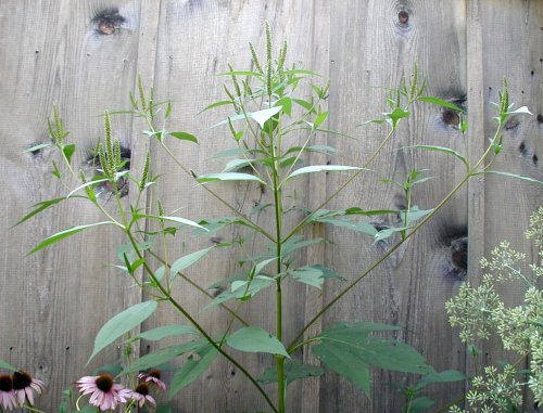 Giant Ragweed grows wide and tall!