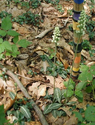 Downy rattlesnake plantain flower spikes.