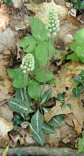 Rattlesnake plantain, Goodyera pubescens.