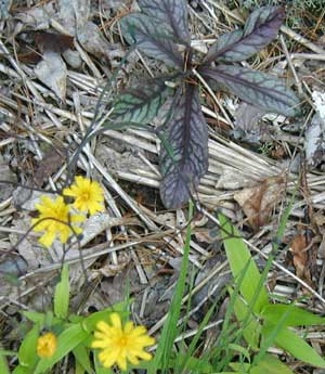 Rattlesnake-weed flowers are held about two feet above the basal rosette of purple-veined leaves.