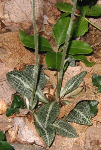 Downy rattlesnake plantain variegated leaves.