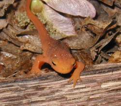 Red-spotted newt, Notophthalamus viridescens viridescens, in the terrestrial juvenile stage — The Red Eft.