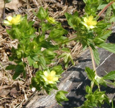 Small, bright yellow flowers of rough cinquefoil.
