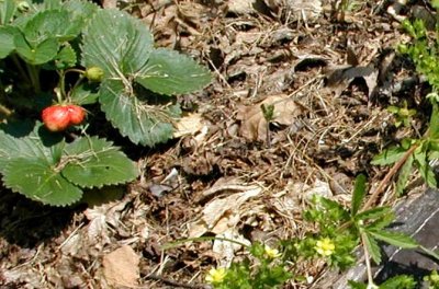 Robust leaves of strawberry on the left and thin leaves of rough cinquefoil on the right.