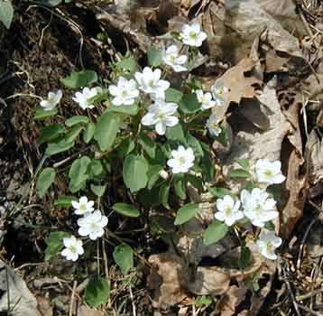 Rue anemone, or Windflower, is a showy Spring woodland flower.