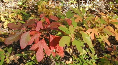 Colors changing in sassafras leaves.