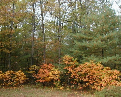 Colorful autumn sassafras.