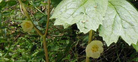 Single and double leaves of mayapple over a solitary blossom.