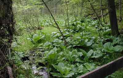 Skunk cabbage near the Kaikout Kill, Albany Pine Bush Preserve, Albany County, NY.
