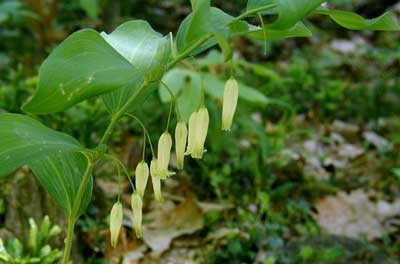 Smooth Solomon's Seal's dangling, tube-shaped flowers.