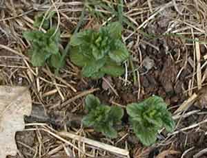 Spearmint getting started on its Spring growth.