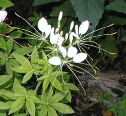 White spider-flowers with really long stamens.