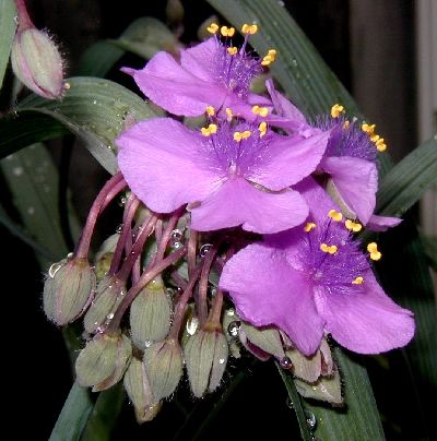 Spiderwort flowers droop in the afternoon after showing off their purple and yellow beauty.