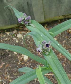 Spiderwort flowers closed by the afternoon.