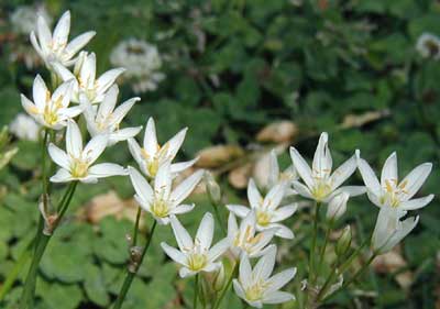 The white blossoms of Star-of-Bethlehem open only in the sunshine.