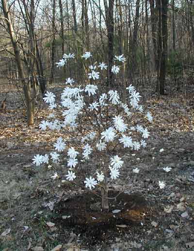 A beautiful star magnolia in full bloom.