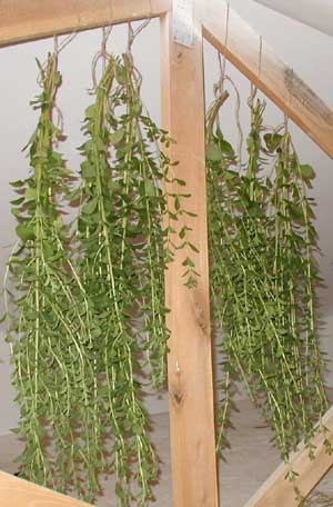 Sweet Stevia hanging upside down in the drying attic.