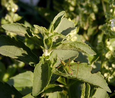 Young grasshopper on stevia leaf.