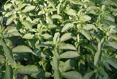 Stevia or sweet leaf plant with leaves intact.