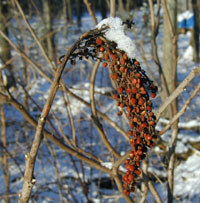Sumac seed head under the snow