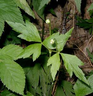 The central leaflet is wedge-shaped and has curved sides, a feature that distinguishes the plant from other anemone species.