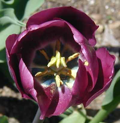 The inside of this tulip has a design you can't see from the outside.