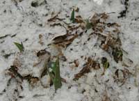 Tulips poking through the ground are experiencing snow.