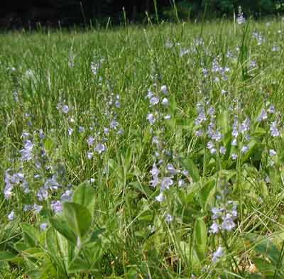 Thyme-leaved speedwell forms mats in many grassy lawns.