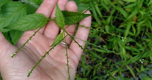 Flower spikes and opposite leaves of vervain.