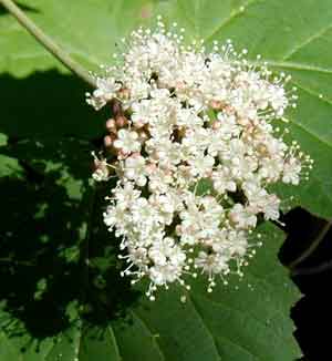 Small white flowers cluster together in maple-leaved viburnum.