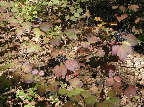 Maple-leaved viburnum fall foliage.