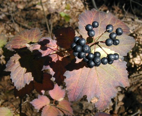 Maple-leaved viburnum berries.