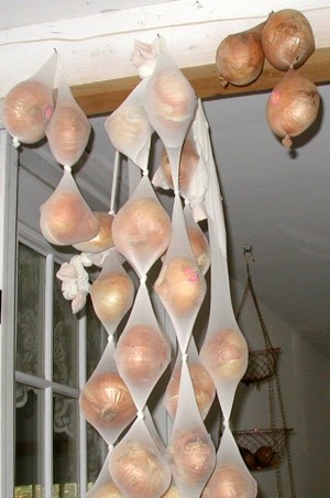 Vidalia onions hanging in nylons.