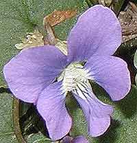 Common blue violet up close showing bearded petals.