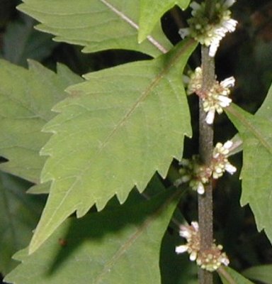 Toothed leaf of American Bugleweed.