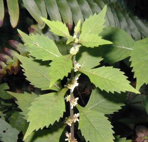 American Bugleweed.