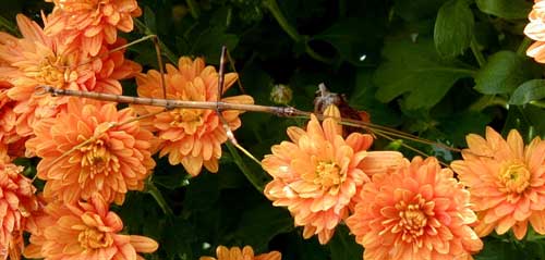 Walking stick pauses on a chrysanthemum.