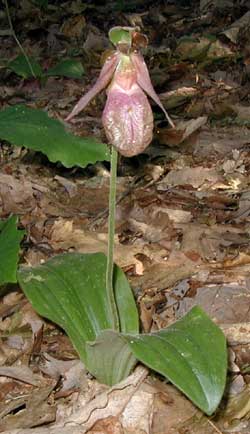 A waning pink lady slipper as noted by the tinge of brown on the blossom.