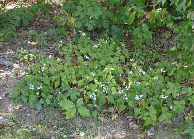 A small patch of low-growing White Wood Asters lies in complete shade.
