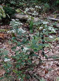 White snakeroot growing in the woods of South Central Pennsylvania.