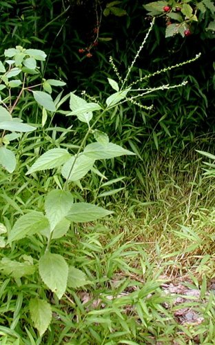 White Vervain.